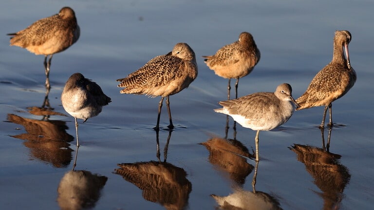 إنفلونزا الطيور تغزو اليابان