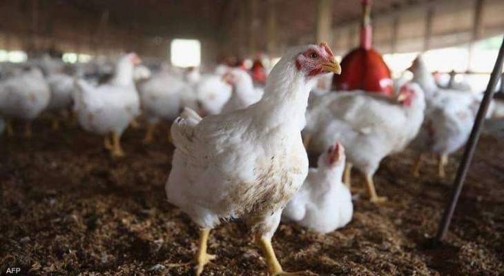 لا صحة لإصابة الدواجن بمرض معد والإنتاج اللبناني من الأفضل عالميا