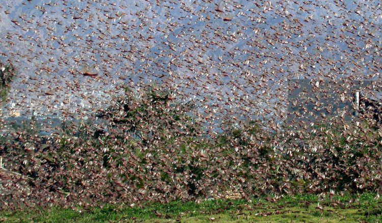 أسراب الجراد تغزو الحدود المصرية آتية من السودان.