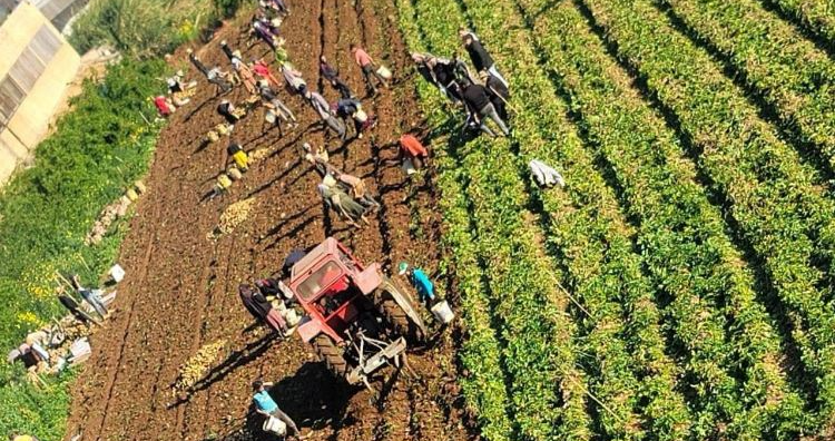 وزارة الزراعة تطلق دعوة لدعم البطاطا اللبنانية مع بدء موسم الحصاد
