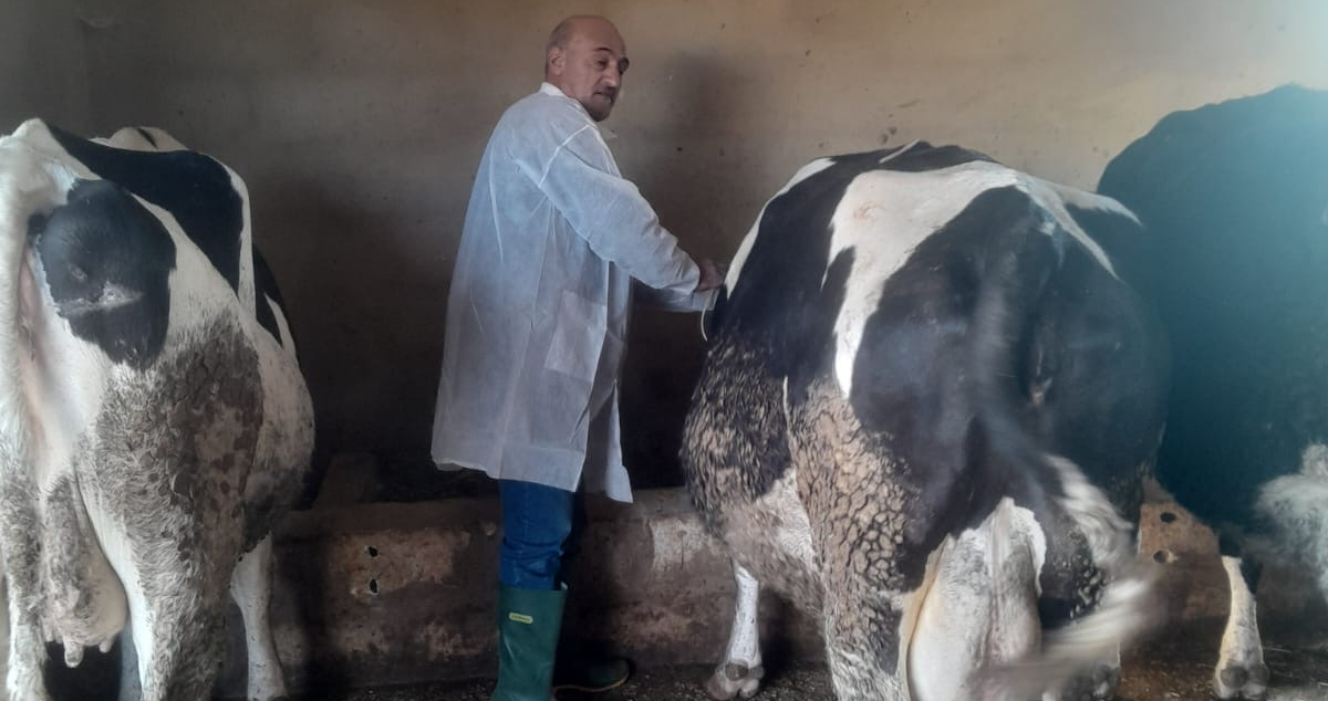 حملة التحصين ضد الحمى القلاعية تدخل مرحلتها الثانية بنجاح